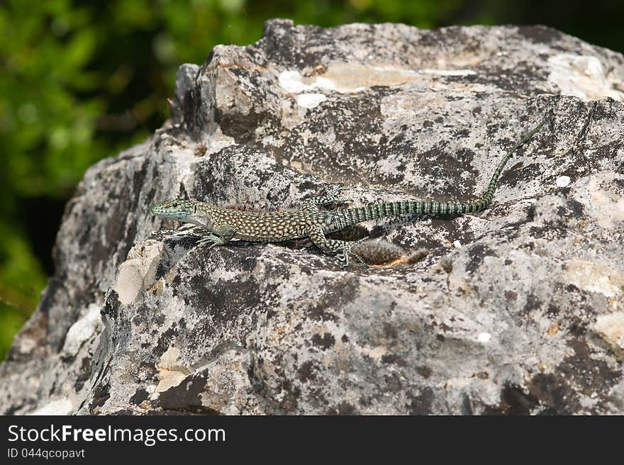 Dalmatolacerta Oxycephala