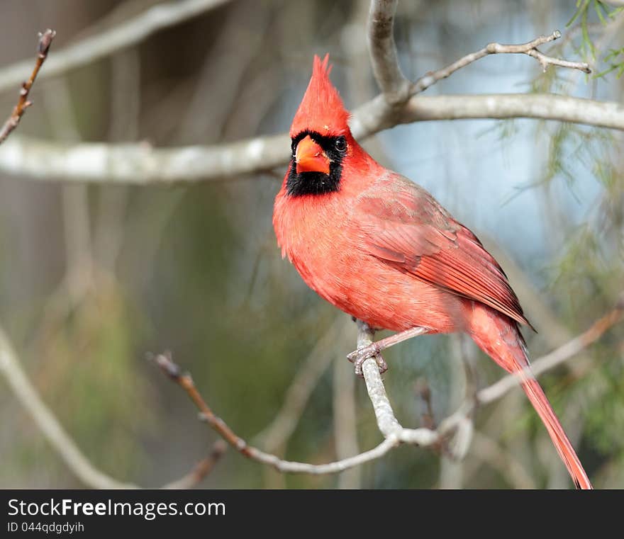 Male Cardinal