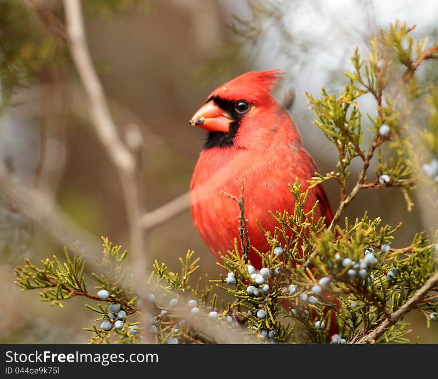 Male Cardinal