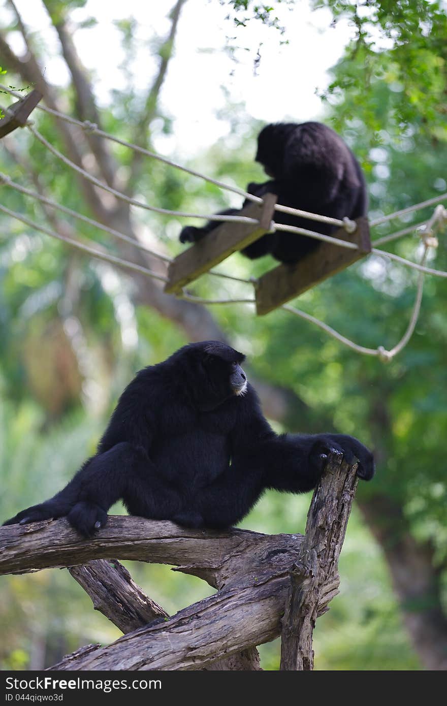 Image of Black siamang at zoo