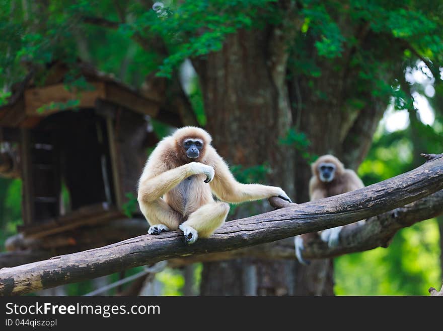 White hand gibbon at zoo