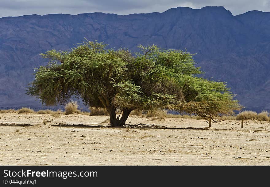 Lonely acacia in desert of the Negev, Israel