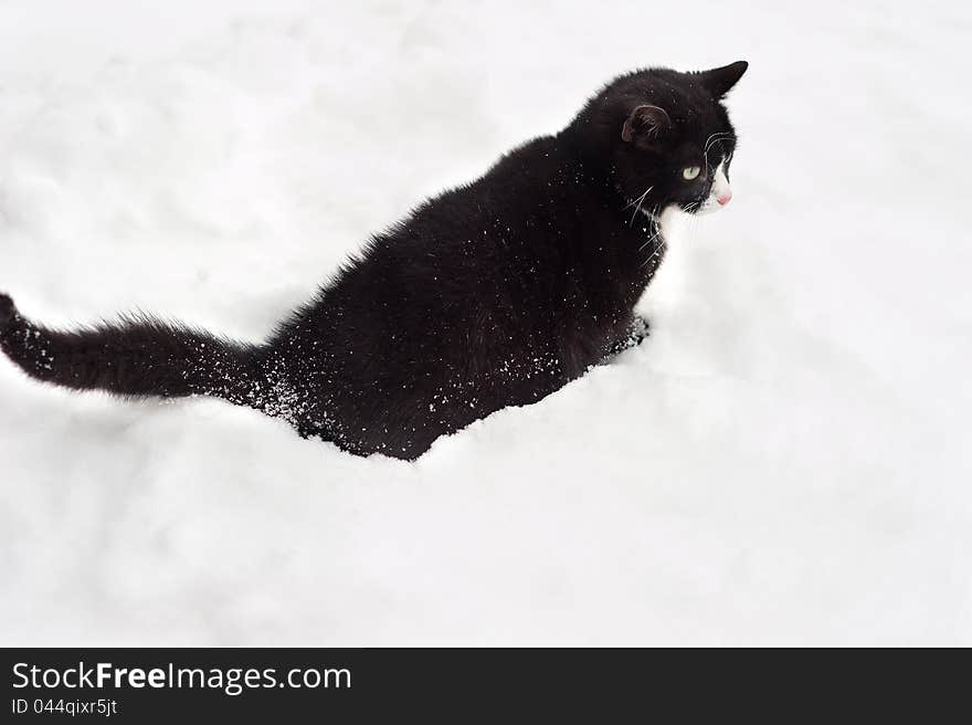 Black and white cat