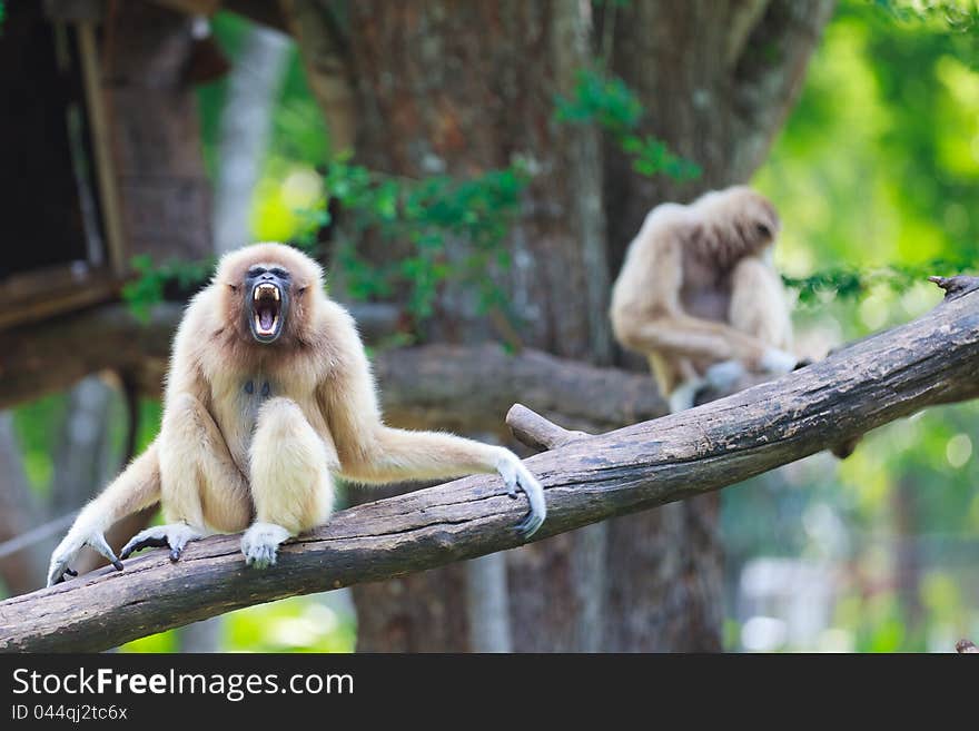 Image of White hand gibbon