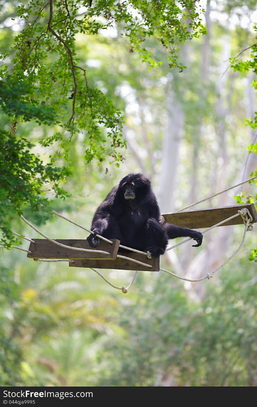 Image of Black siamang at zoo