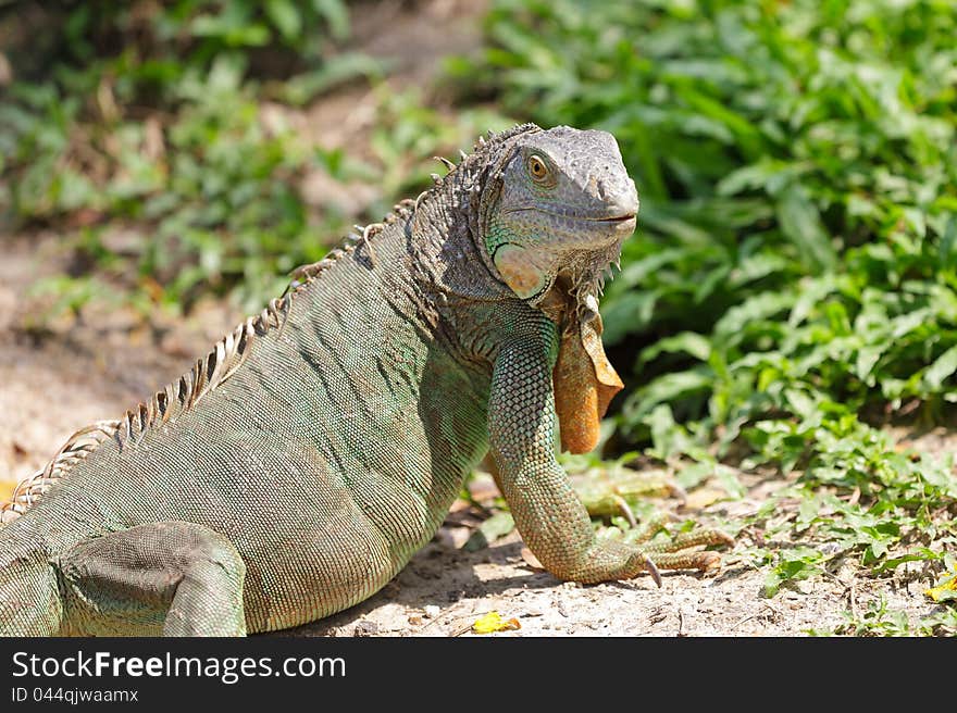 Lazy iguana lay