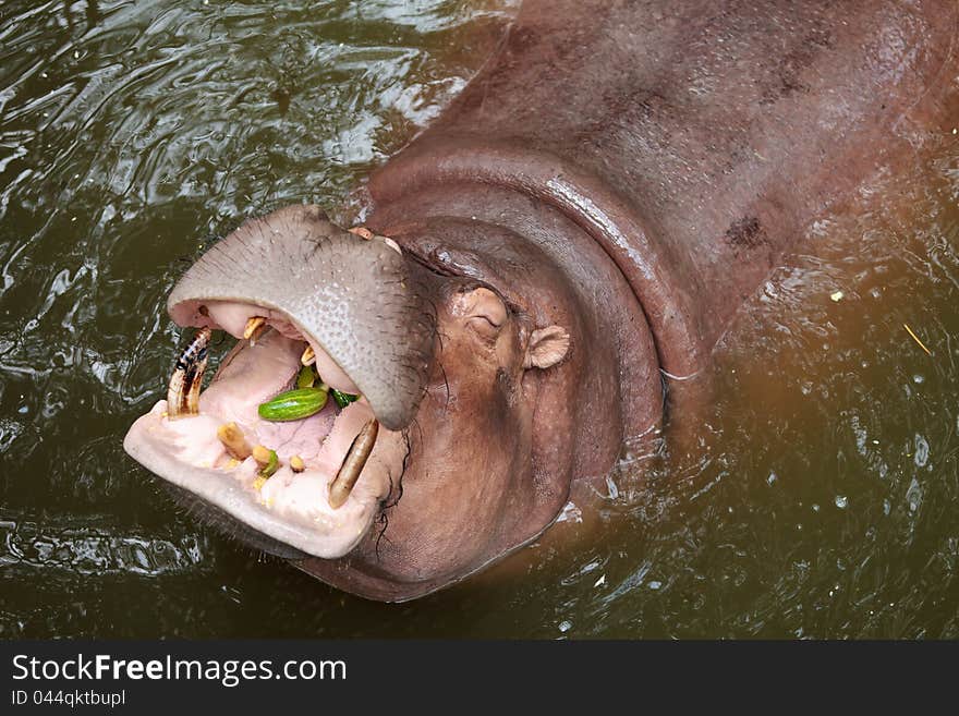 Hippopotamus