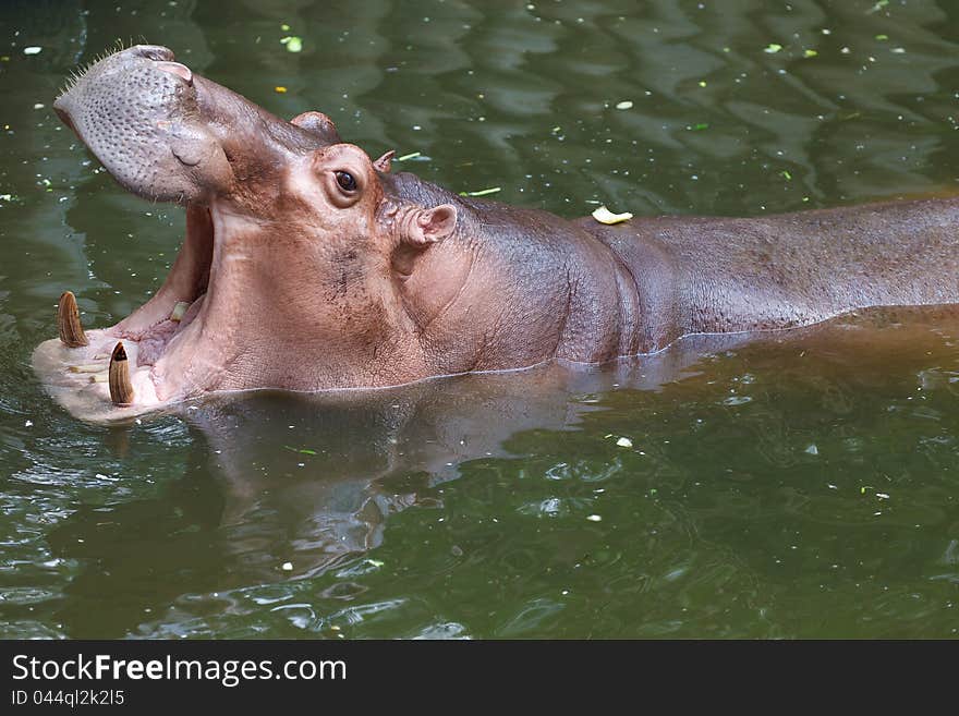 Hippopotamus