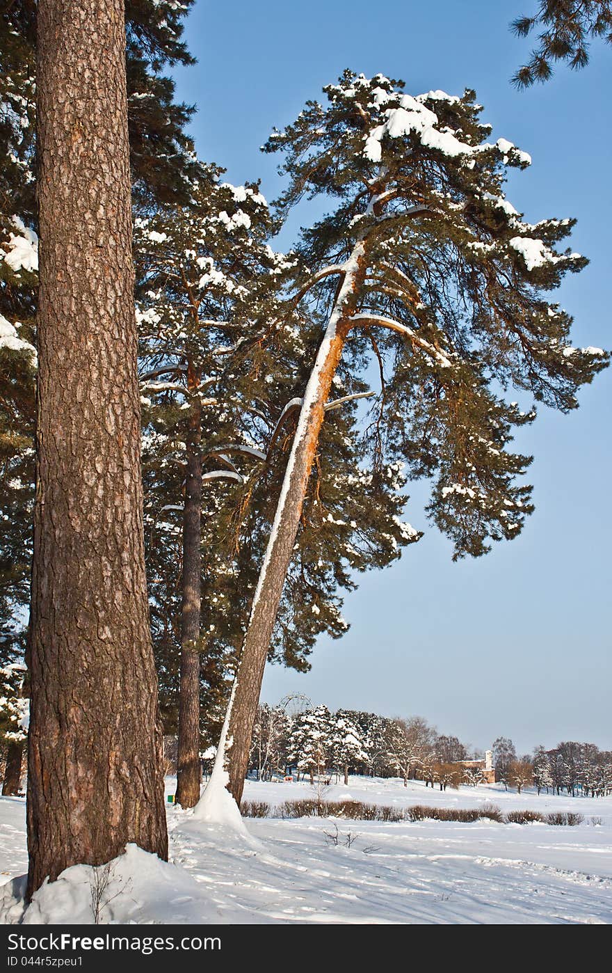 A winter scene of trees and branches against the white snow and sky. A winter scene of trees and branches against the white snow and sky.