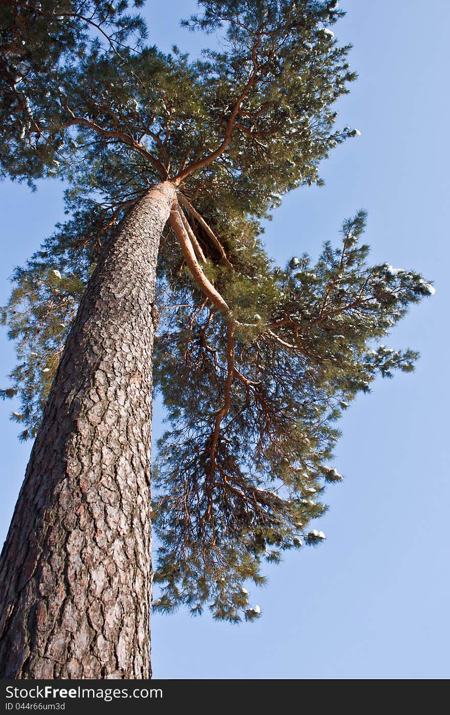 Trees in Winter