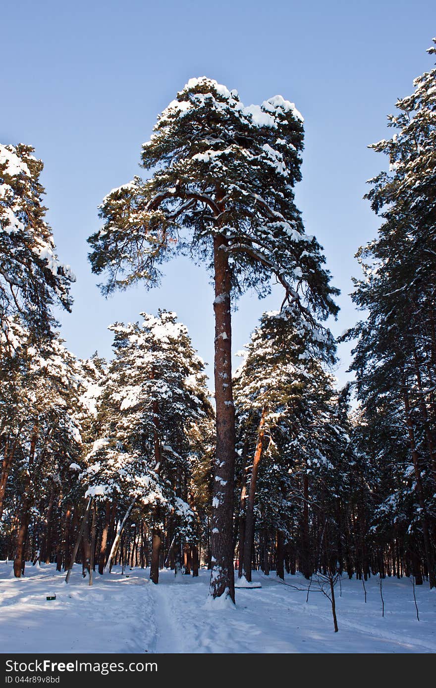 A winter scene of trees and branches against the white snow and sky. A winter scene of trees and branches against the white snow and sky.