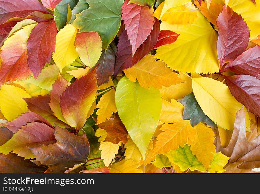 Colorful autumn leaves on the ground