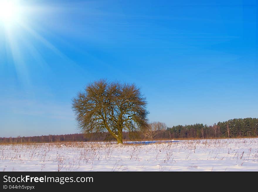 Lonely tree in the snow covered field in winter