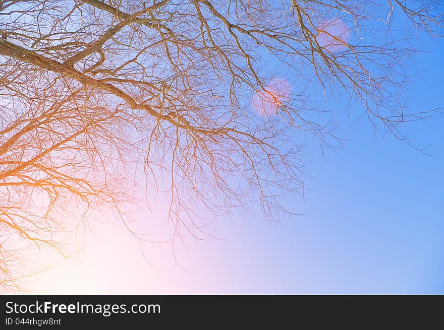 A branch of a tree on the  blue sky background at sunset. A branch of a tree on the  blue sky background at sunset