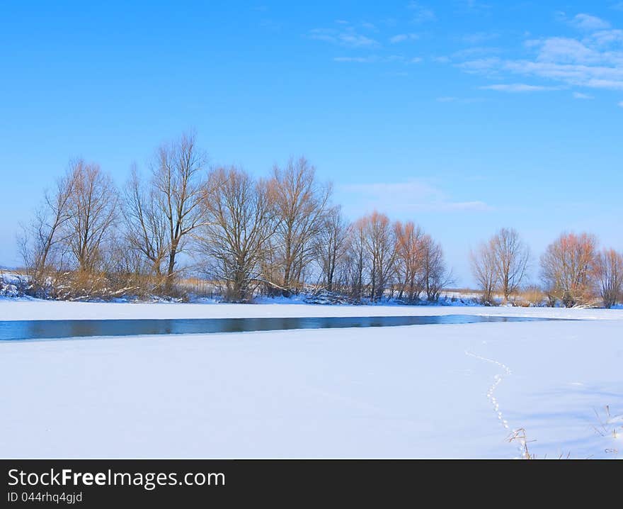 Trees on bank of the river covered with ice