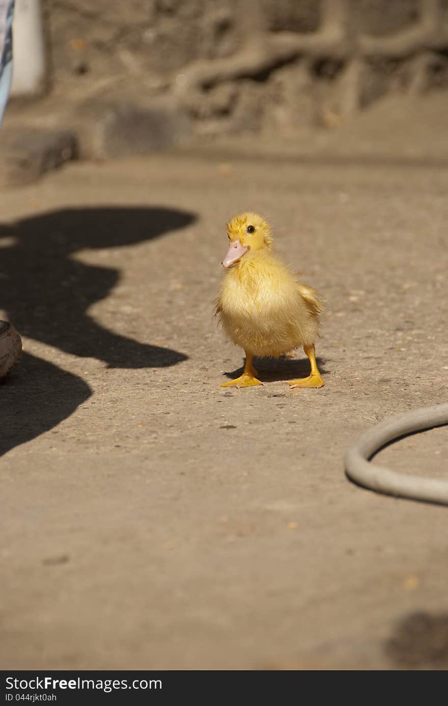 Beautiful little duck in grass