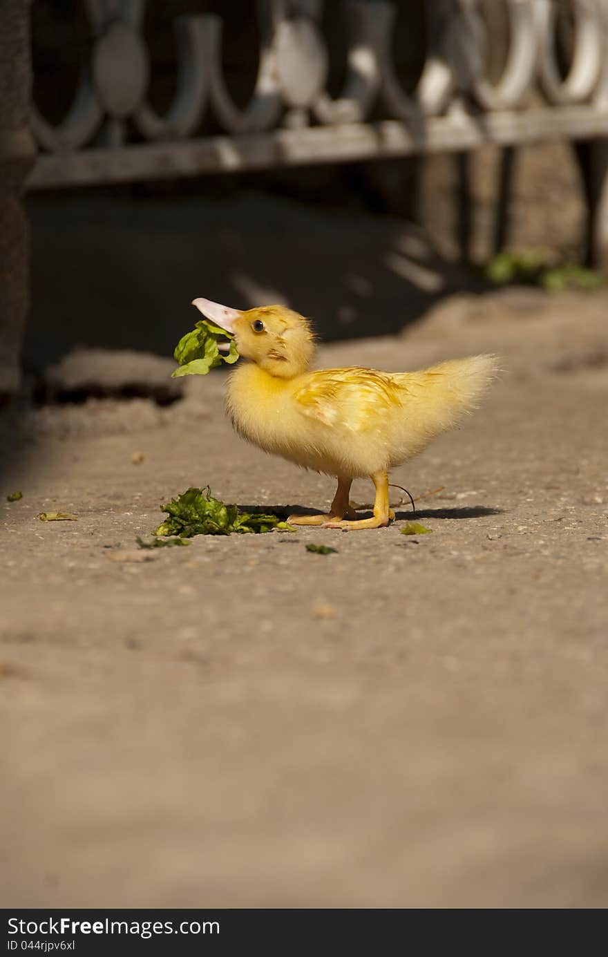 Beautiful little duck in grass