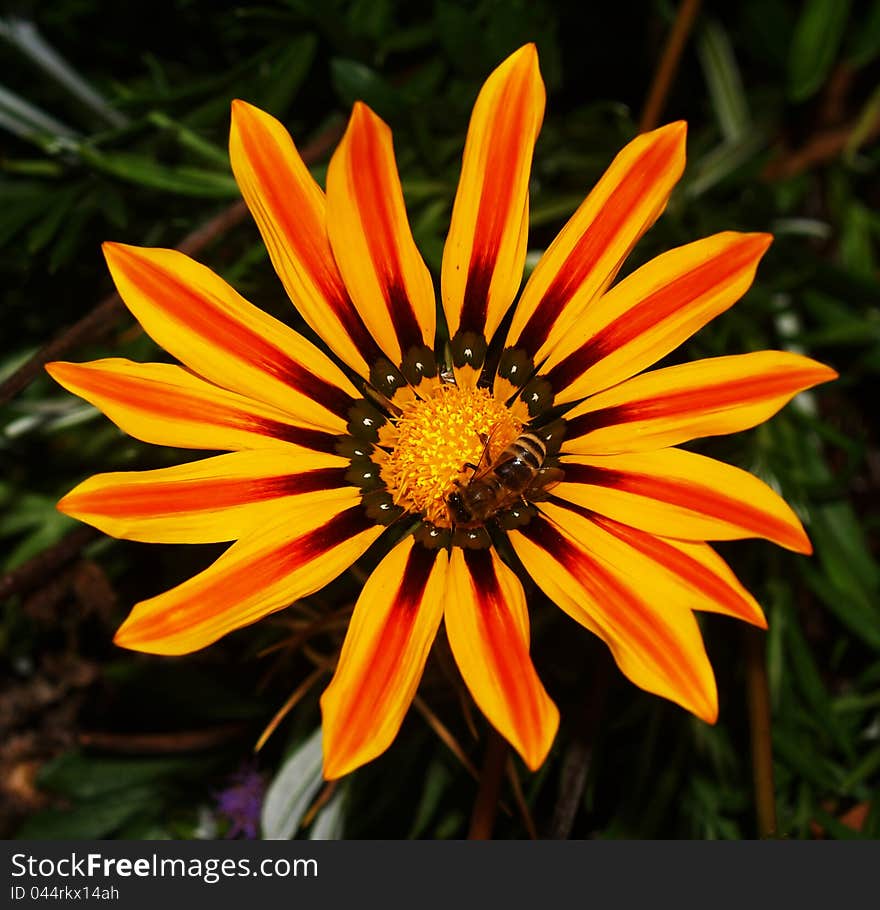 Yellow flower with a bee