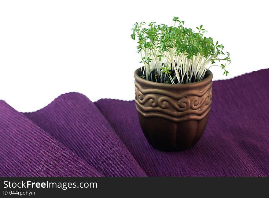 Pot with cress on the violet tablecloth