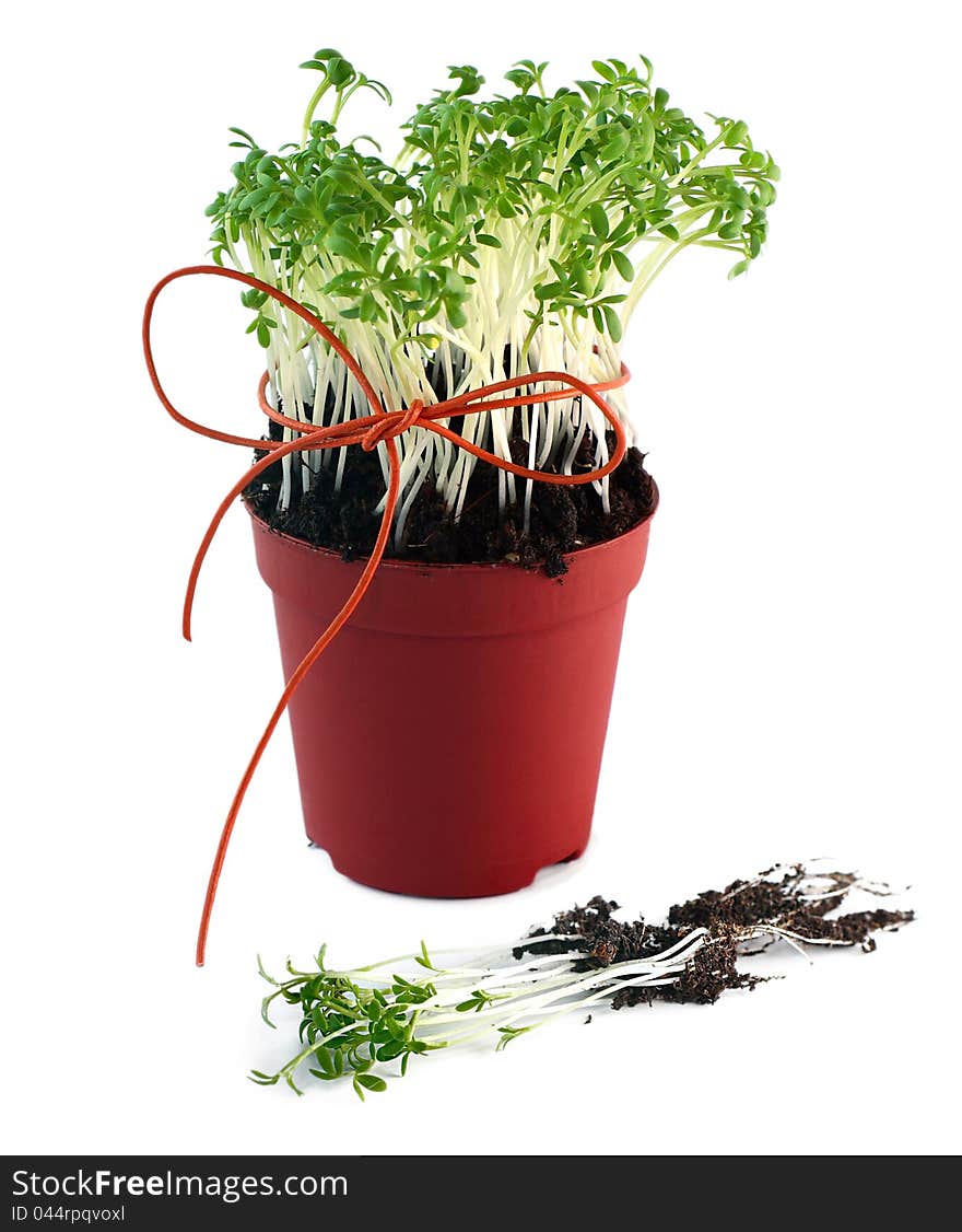 Cress seedlings in the pot, tied up with string