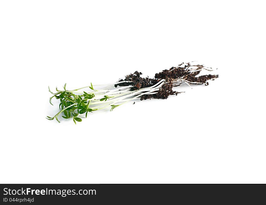 Bunch of cress seedlings with roots and soil