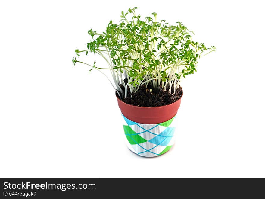 Cress salad in the pot, decorated with ribbon