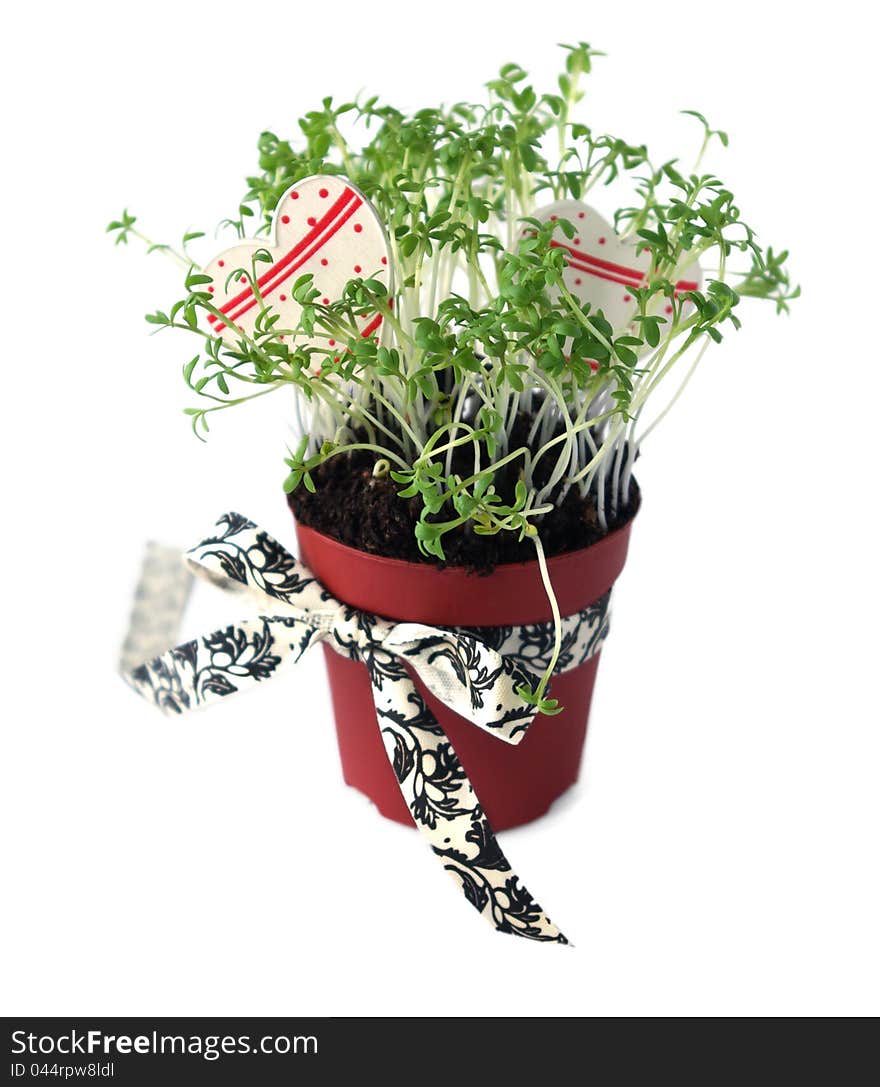 Pot with cress, decorated with ribbons and hearts