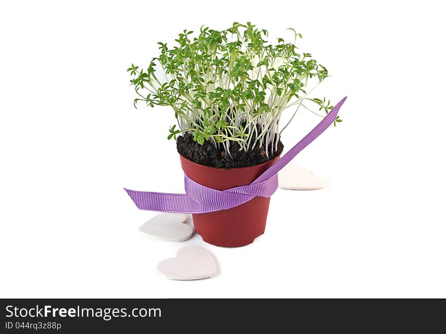 Pot with cress, decorated with ribbons and hearts