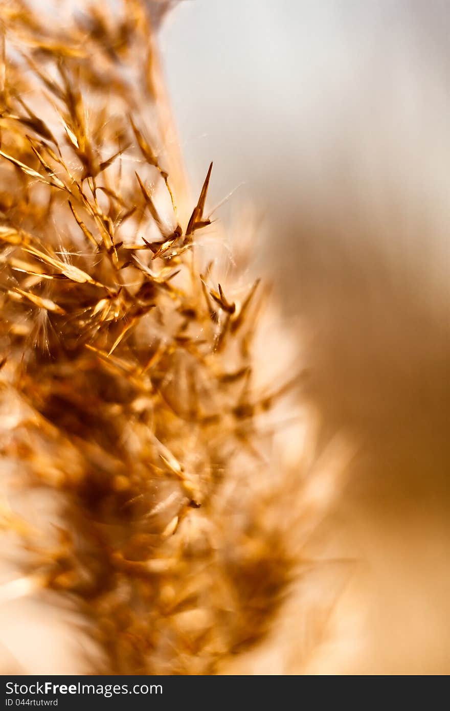 Dried reed in the winter with smoothed background