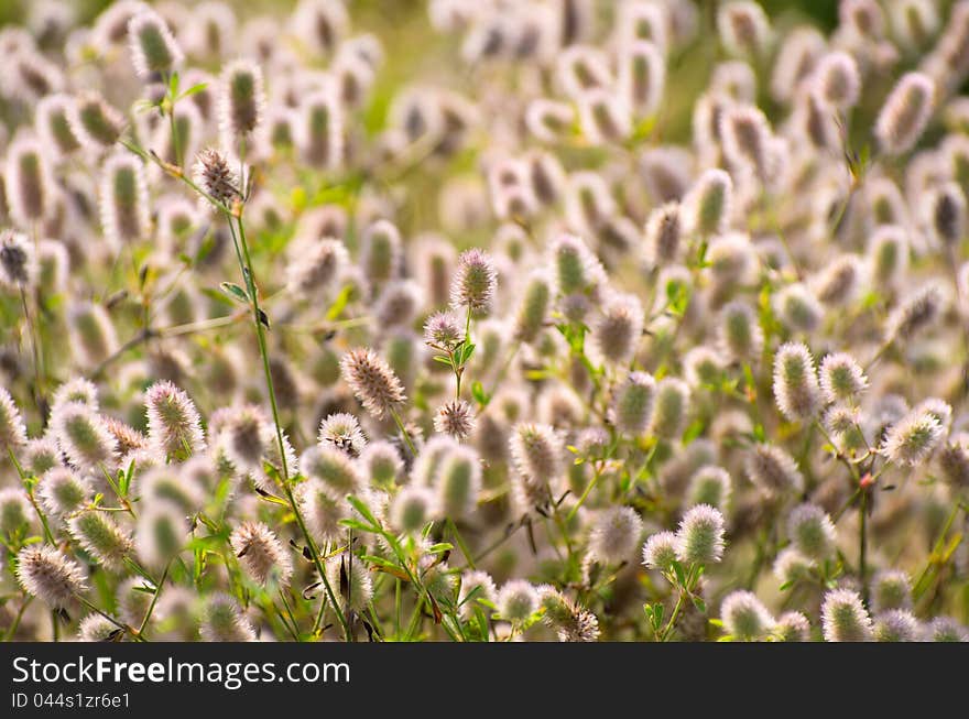 Background with wild flowers. Trifolium arvense. Background with wild flowers. Trifolium arvense.