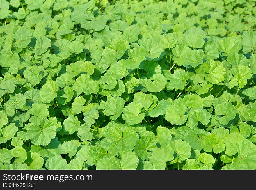 The background of bright green leaves. The background of bright green leaves.