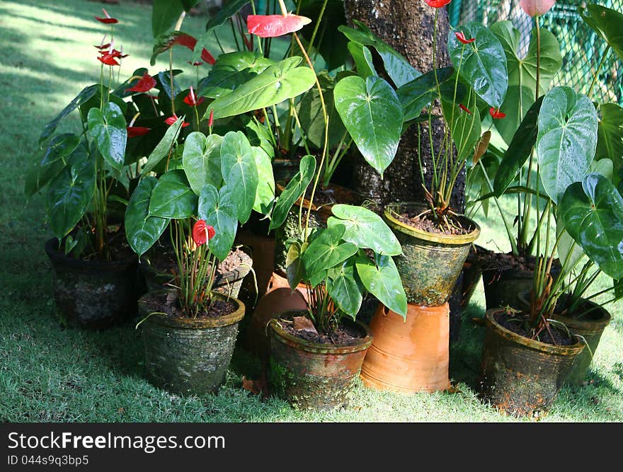 Group of anthurium plants and flowers in a botanical garden. Group of anthurium plants and flowers in a botanical garden