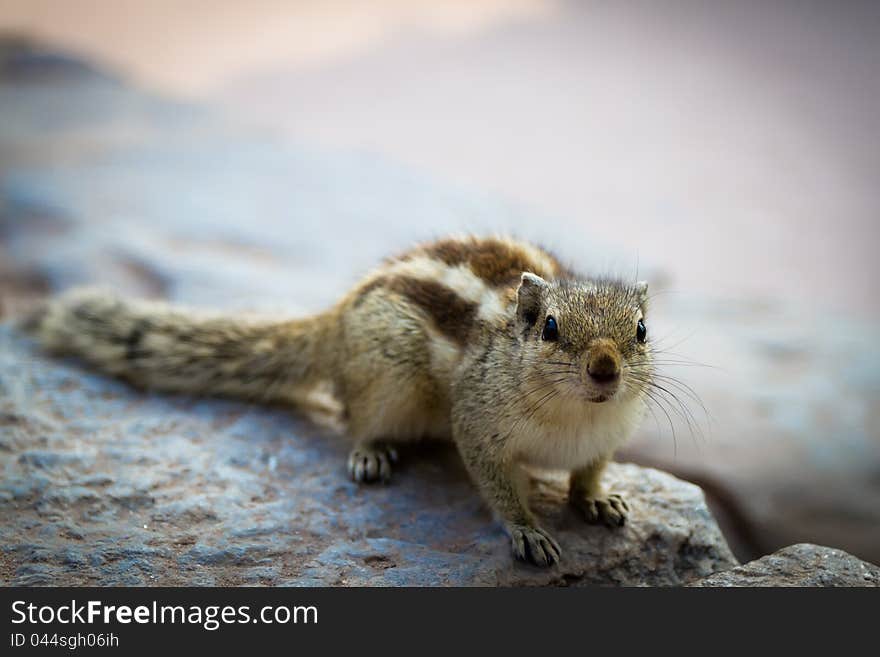 Portrait of a cute Indian chipmunk rock