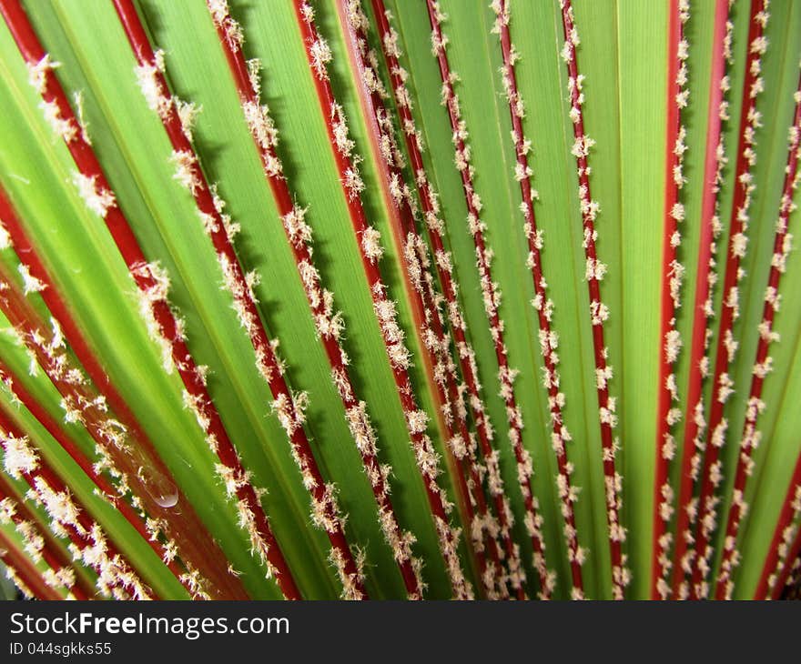 Bismarck palm leaves background