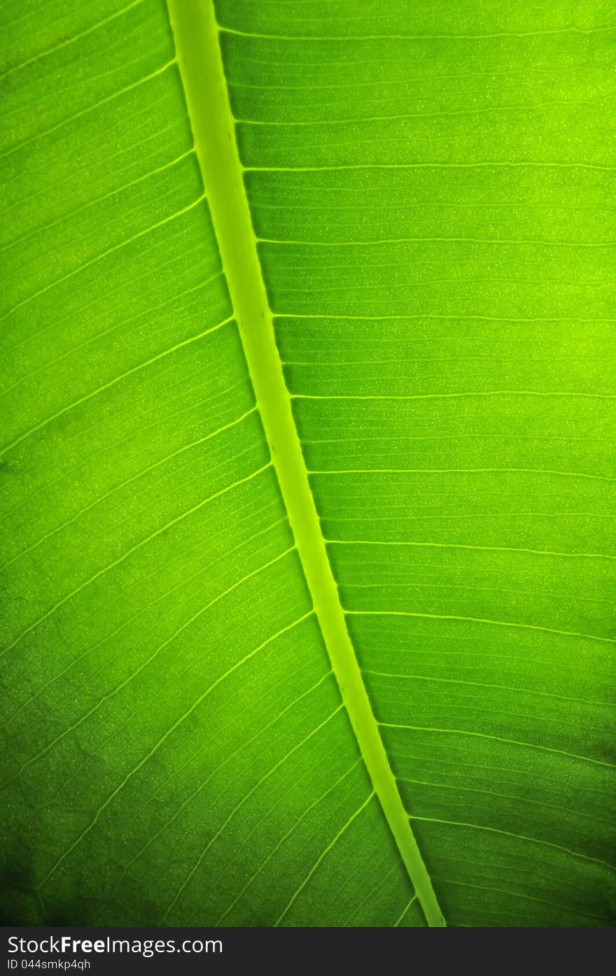 A close-up of a green leaf texture