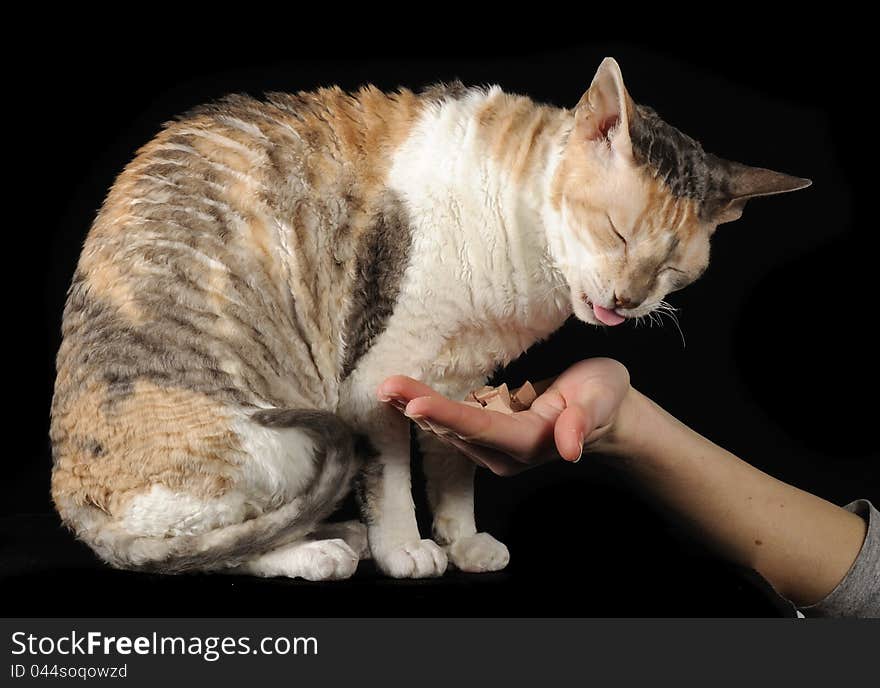 A calico Cornish Rex cat eating from its owner’s hand on a black background. A calico Cornish Rex cat eating from its owner’s hand on a black background