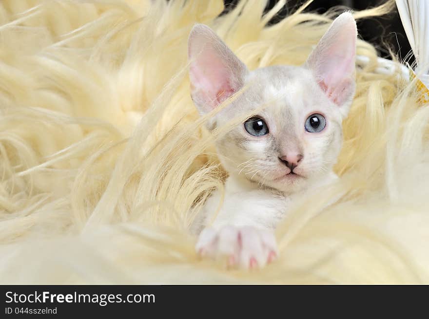 Cute Baby Kitten in Fur