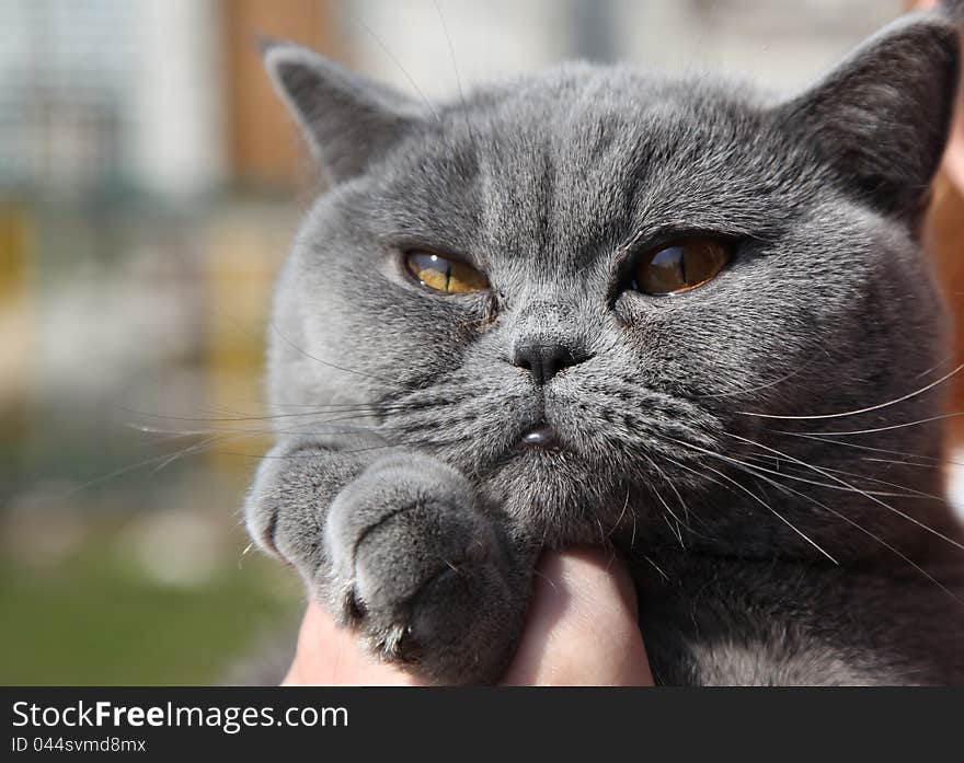 This beloved pet cat breed British Shorthair named Tais Queen