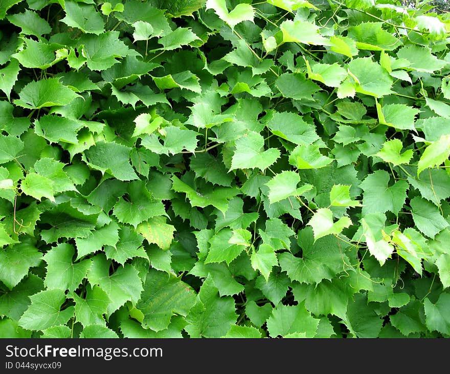 This is field of summer green grass