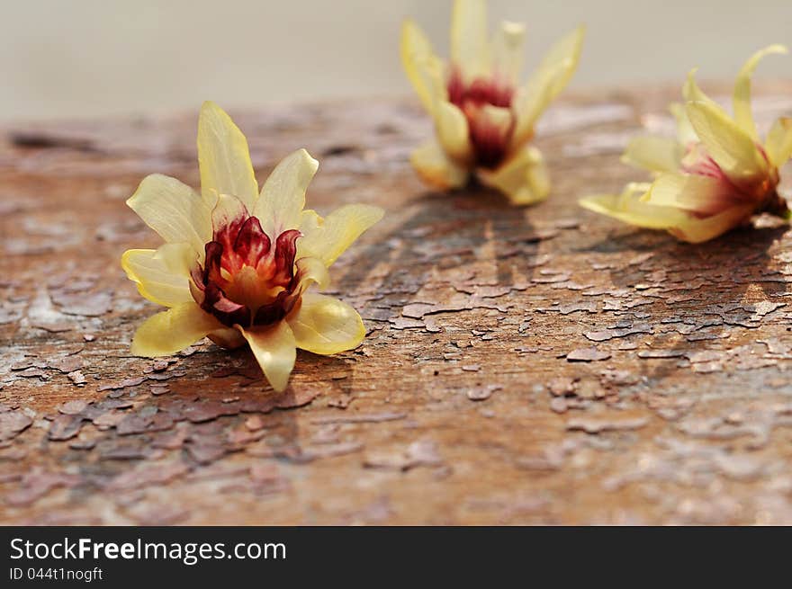 Calyx canthus