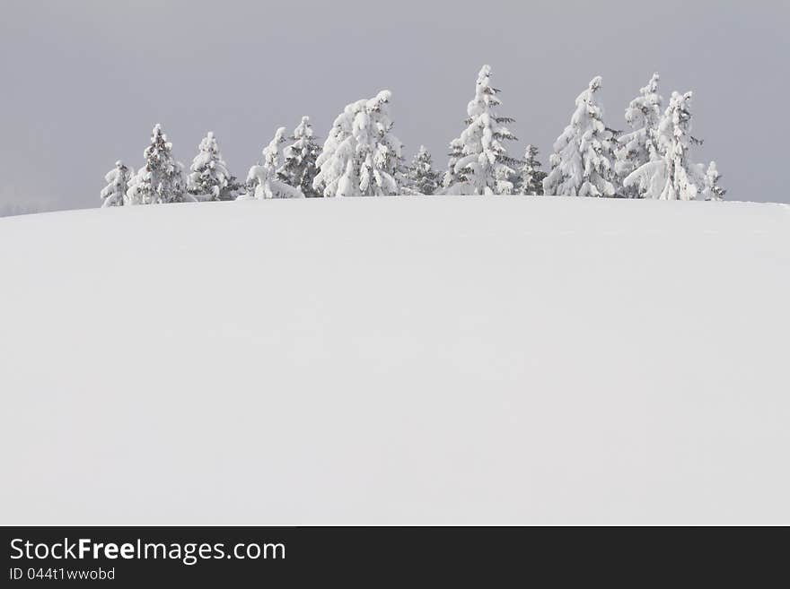 Snowbound Trees Behind Hill