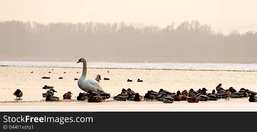 Many birds on the frozen lake