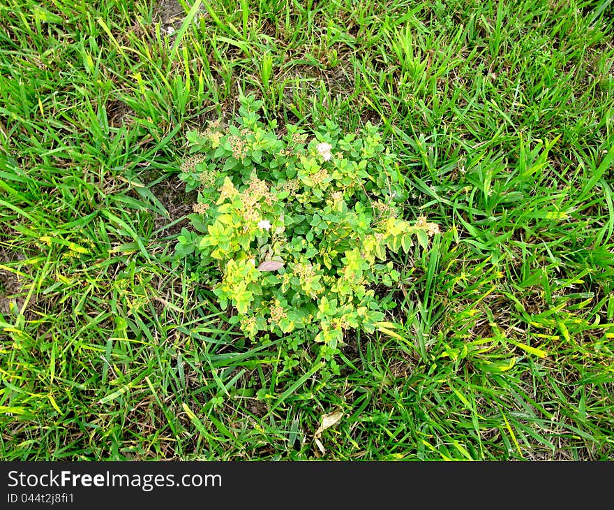 This is field of summer green grass