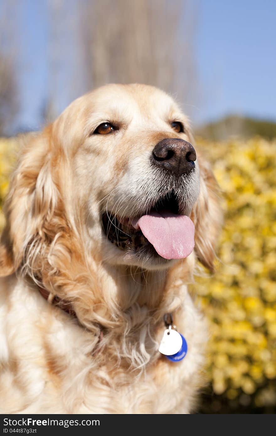 Closeup of a Golden Retriever