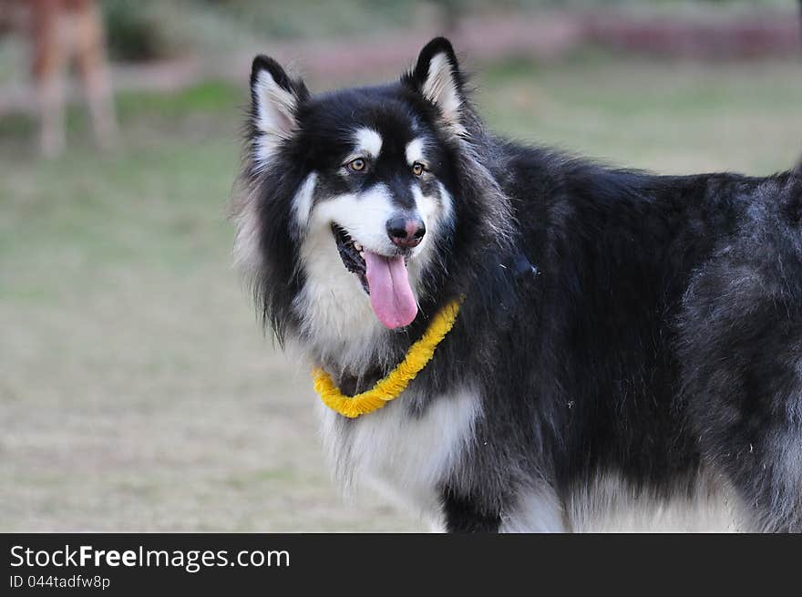 Alaskan Malamute