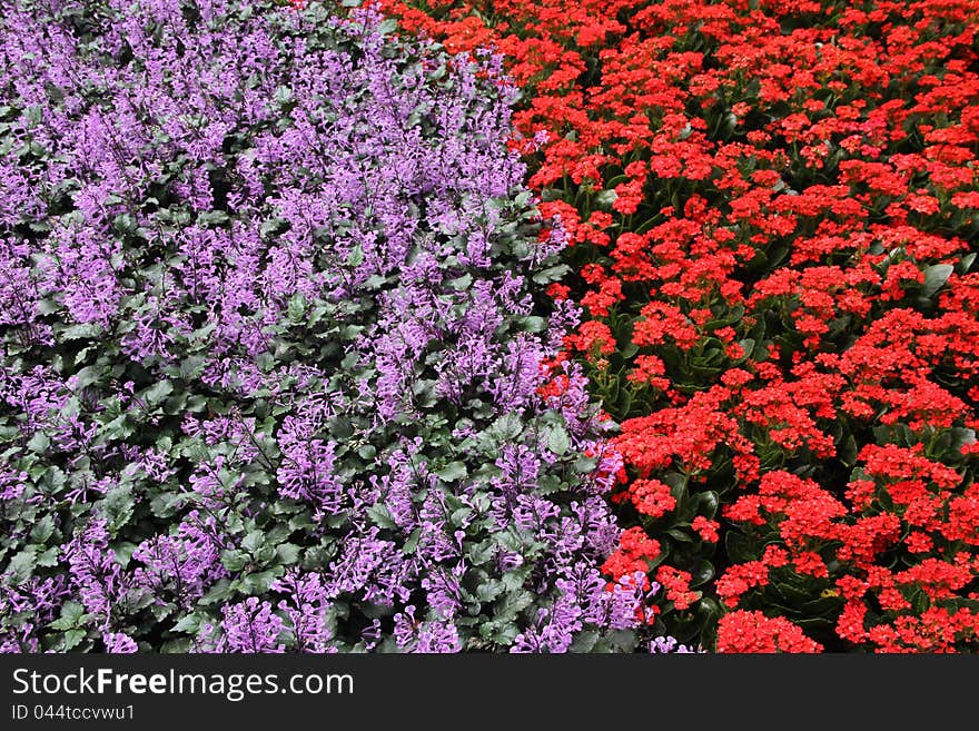 Red & purple colour flowerbed background