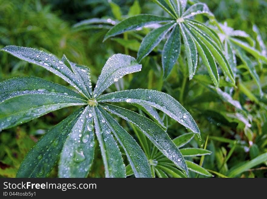 Sheet of the lupine covered by dew.