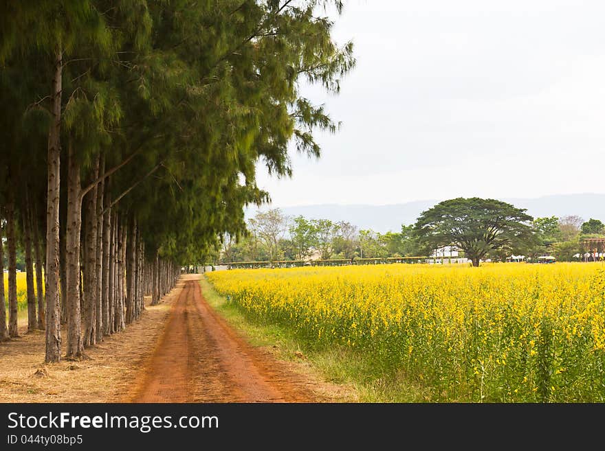 A walkway in the park with fields of yellow flowers.