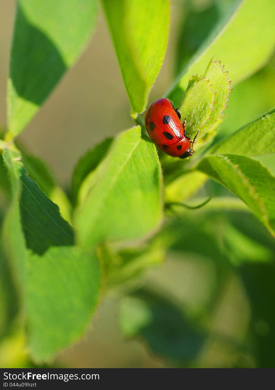 Ladybird