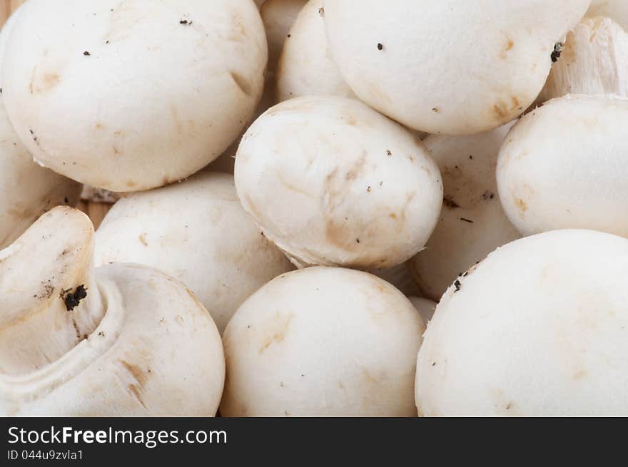 White Champignon Mushroom as background